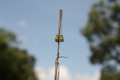 Brachystelma ciliatum